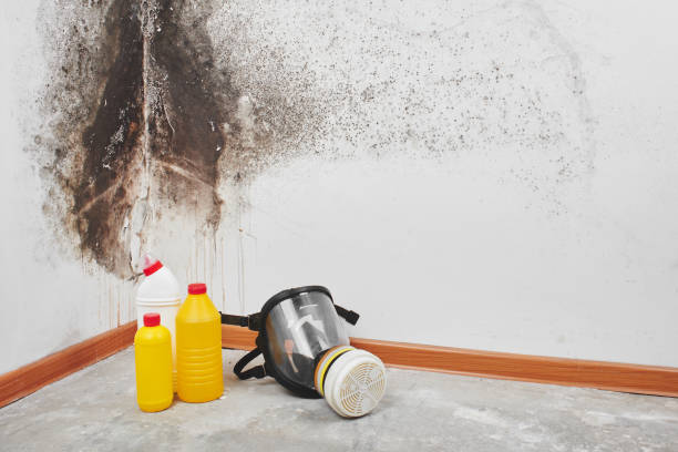 Best Mold Testing  in Salem, UT