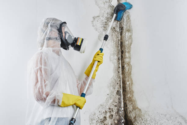 Trusted Salem, UT Mold Removal Experts