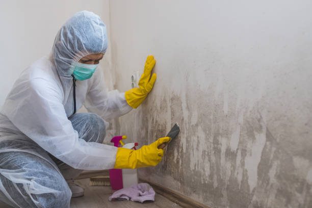 Best Residential Mold Removal  in Salem, UT