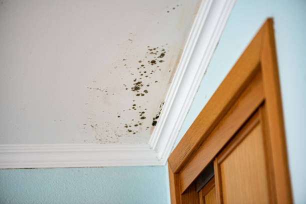 Best Black Mold Removal  in Salem, UT
