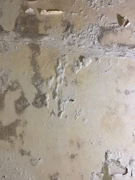 Best Office Mold Removal Services  in Salem, UT