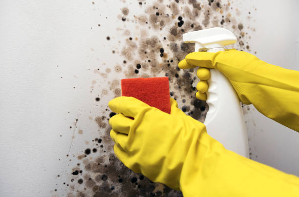 Best Attic Mold Removal  in Salem, UT