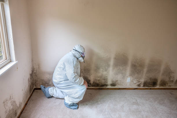 Best Mold Testing  in Salem, UT