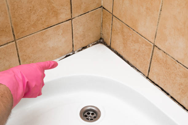 Best Best Mold Removal Companies  in Salem, UT